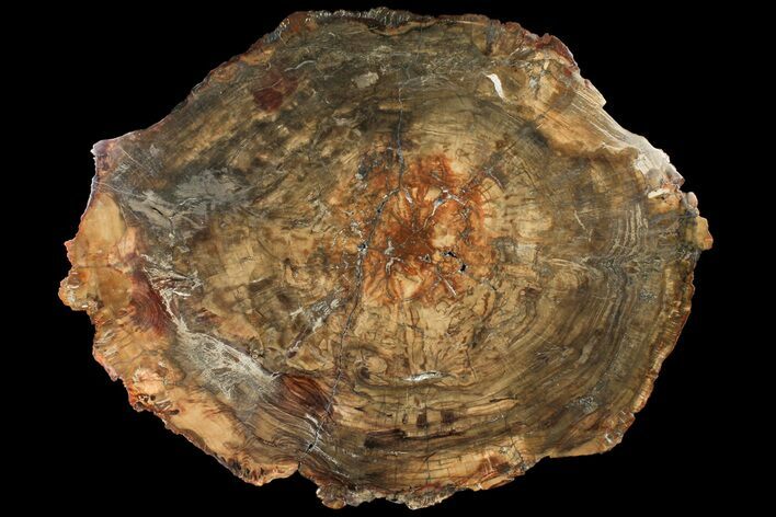 Bargain, Petrified Wood (Araucaria) Round - Madagascar #120391